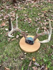 Turquoise Inlaid Deer Antler Display