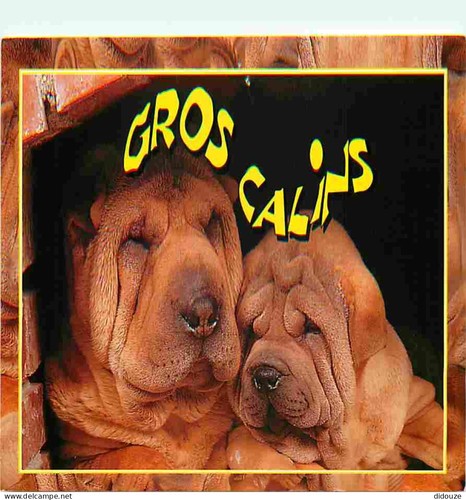 Carte postale animaux - carte,