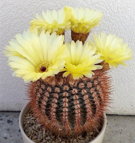 Graines notocactus - graines, de