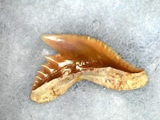SHARK TOOTH SHARK - GALOROCERDO ALABAMENSIS 1JAN24