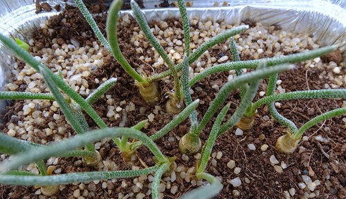 Astrophytum caput medusae - caput,