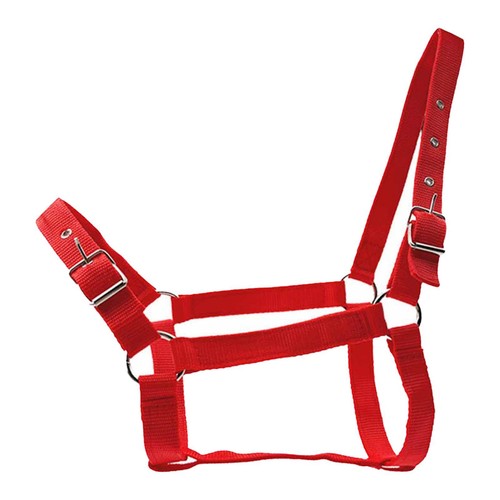 Licol pour chevaux - licol,