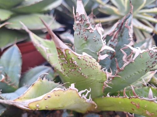 Rare agave titanota golden - rare,