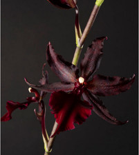 Colmanara Masai Red /