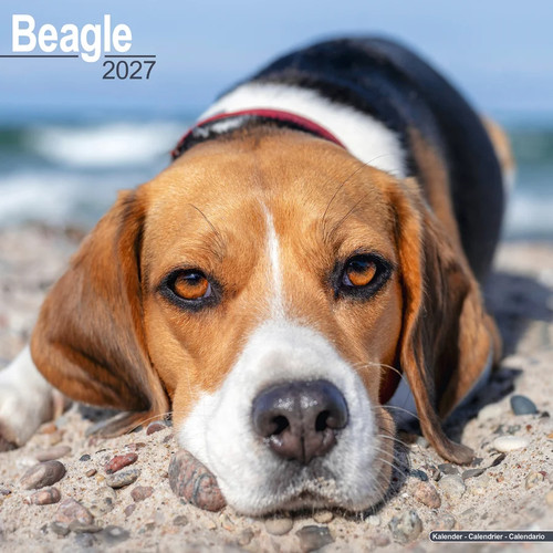 Calendrier 2027 beagle - calendrier,