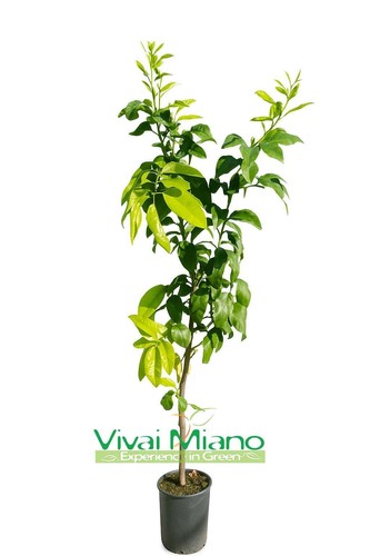Plante bergamote image - bergamote,