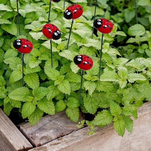 Piquets coccinelle de - de,