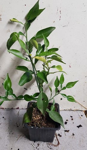 Citrus ichangensis de - citrus,