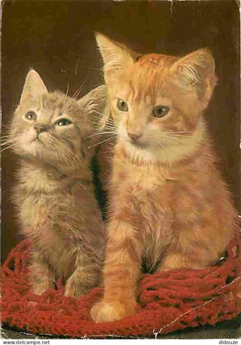 Carte postale animaux - carte,