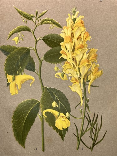 Gravure sur bois - , plantes