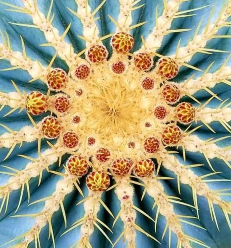 Ferocactus glaucescens 100