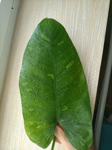 Philodendron jose buono 3 - jose,