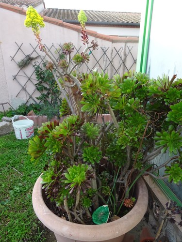 Grand lot boutures plantes - grand,