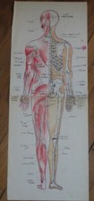 GRAND DESSIN XX ANATOMIE