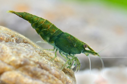 Lot crevettes green jade - crevettes,