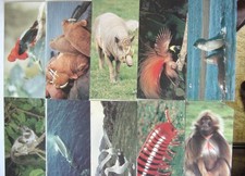 NESTLE WONDERS WORLD POSTCARDS -39-
