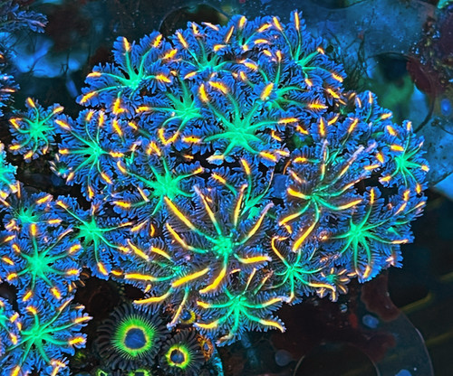 Firework orange green clove - firework,