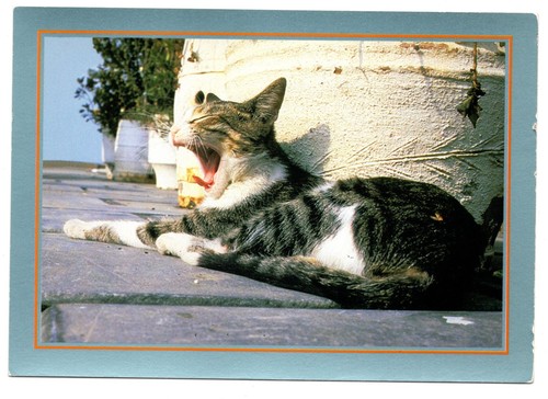 Cpm chat tigré gris - chat, et