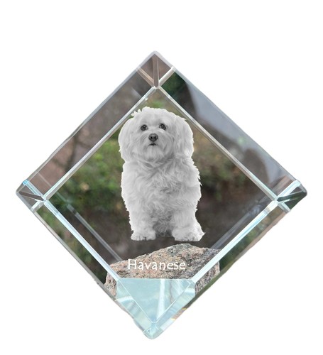 Bichon havanais dé coudre - havanais, à