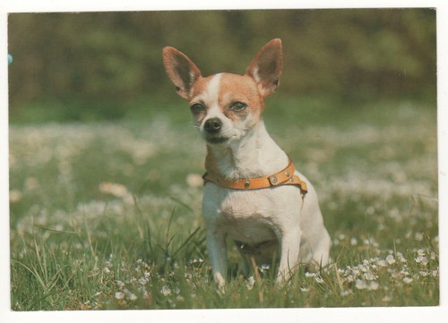Carte postale chien - :,