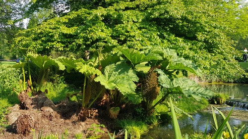 Gunnera manicata rhubarbe - manicata, /