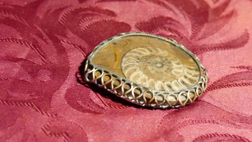 Collection mollusque fossile - collection, /