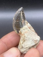 1.09'' / 2,3 cm  Rare Dekkar