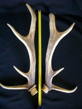 bois de cerf 40 cm