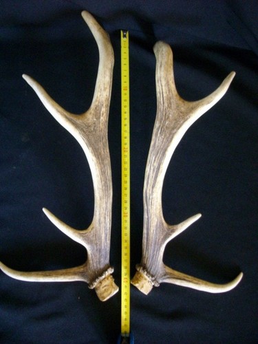Bois cerf cm - bois, de