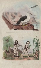 Albatros (Albatross). Albinos. Skin pigmentation 1833 old antique print
