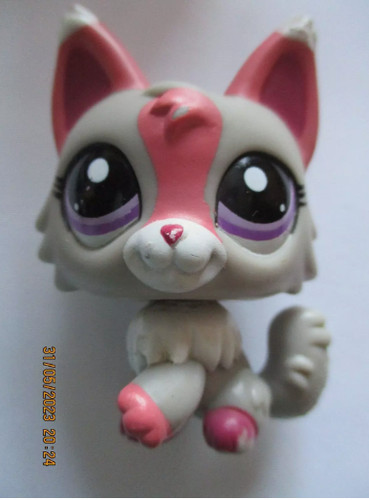 Petshop chat persan 1921 - persan, n°1921