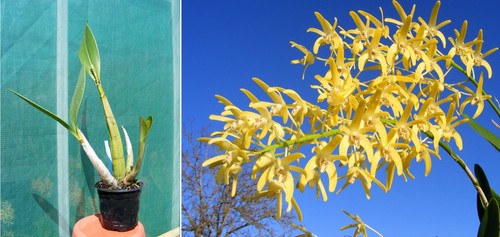 Dendrobium speciosum herbmere - dendrobium,