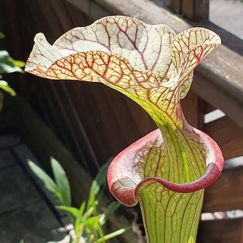 Sarracenia héritage obh89 - héritage,