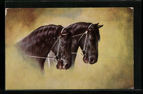 Carte postale chevaux noirs