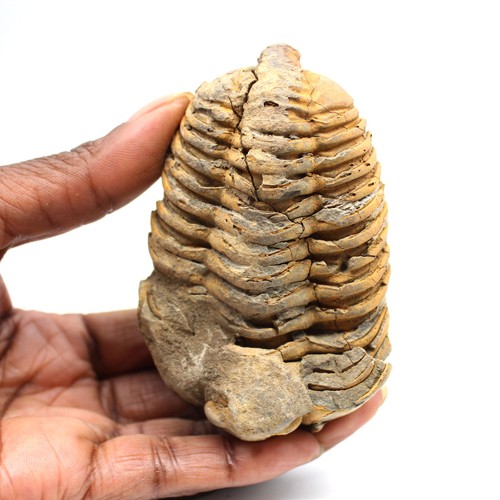 Trilobite fossile 165gr - , 85mm