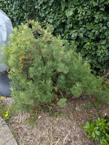 Plante cola bouture - plante,