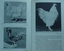 CHICKENS, CHICKENS, CHICKENS