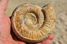 grande ammonite Choffatia cf. raguini callovien de Maine et Loire.