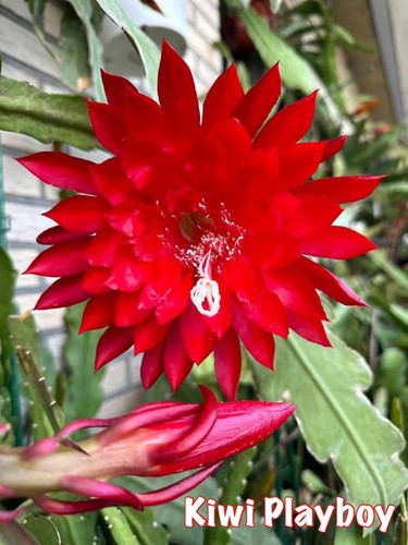 Epiphyllum kiwi - 🌺,