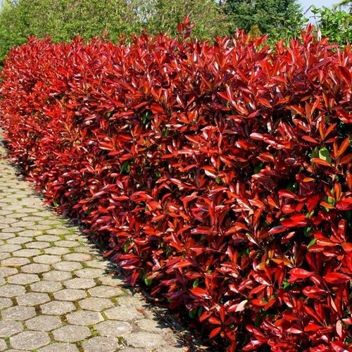 Boutures photinia fraseri - photinia,