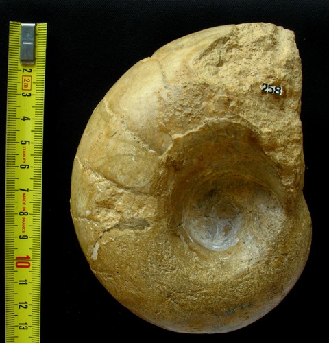 Nautile pliensbachien - du,