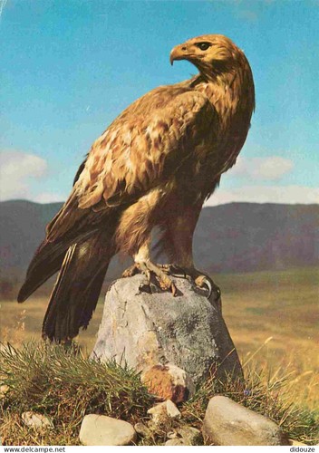 Carte postale animaux - animaux,