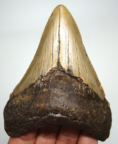 Megalodon shark tooth - shark,