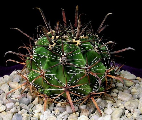 Graines ferocactus - graines, de