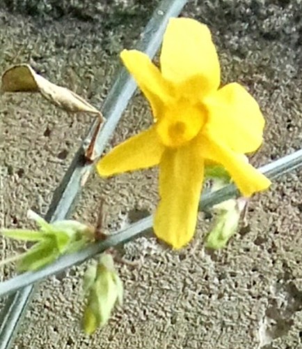 Jasminum nudiflorum jasmin - jasminum,