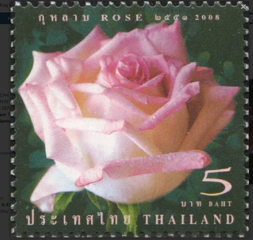 Thailand 2008 roses - 2008, rose