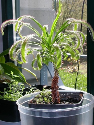 Forme géante drosera - gÉante, capensis