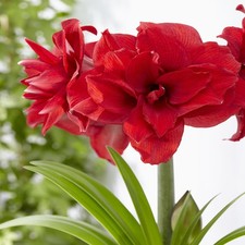 Amaryllis Bulbe à fleurs