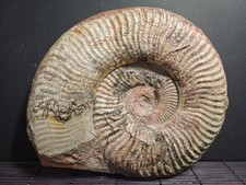Ammonite Pseudogrammoceras