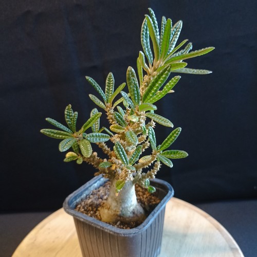 Dorstenia gigas bullata - dorstenia, 'bullata'